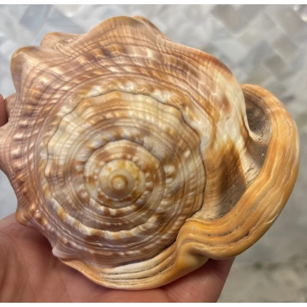 Natural Bullmouth Helmet Bull's Mouth Conch Shell Cypraecassis Rufa Tank‎ Decor